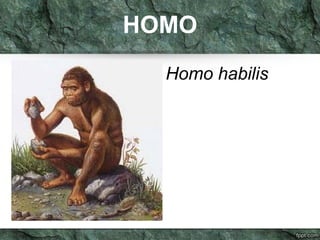 HOMO 
Homo habilis 
 