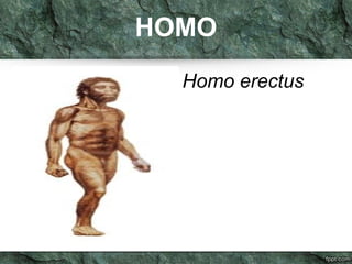 HOMO 
Homo erectus 
 