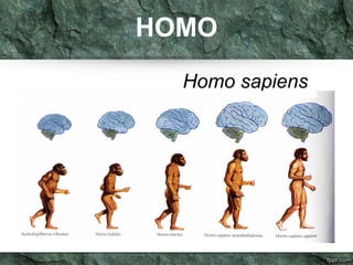 HOMO 
Homo sapiens 
 