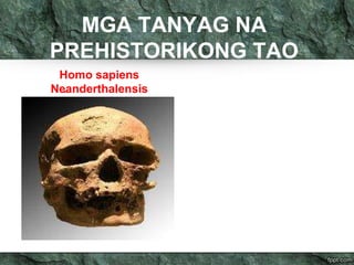 MGA TANYAG NA 
PREHISTORIKONG TAO 
.Homo sapiens 
Neanderthalensis 
 