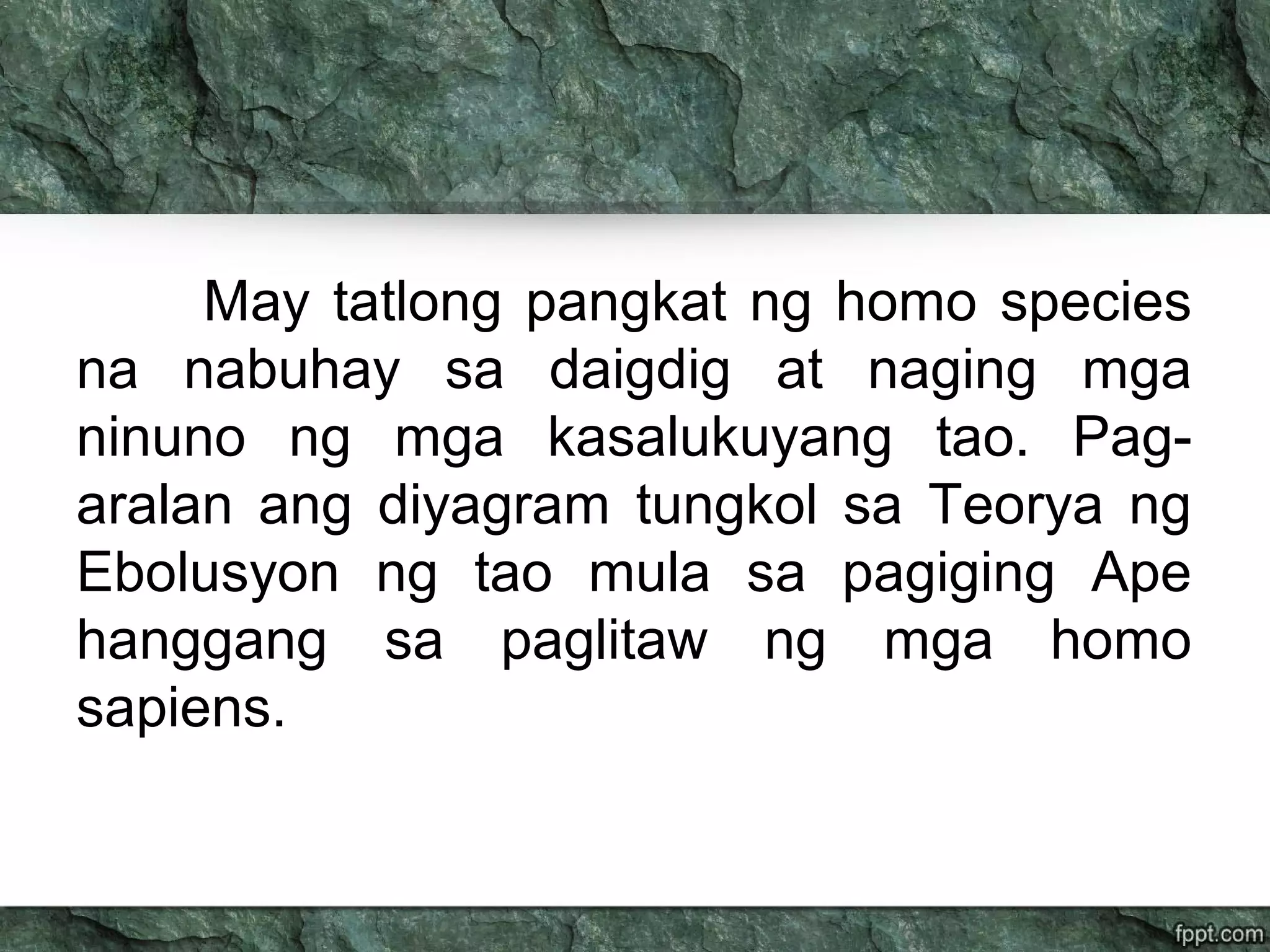 May tatlong pangkat ng homo species
na nabuhay sa daigdig at naging mga
ninuno ng mga kasalukuyang tao. Pag-
aralan ang diyagram tungkol sa Teorya ng
Ebolusyon ng tao mula sa pagiging Ape
hanggang sa paglitaw ng mga homo
sapiens.
 