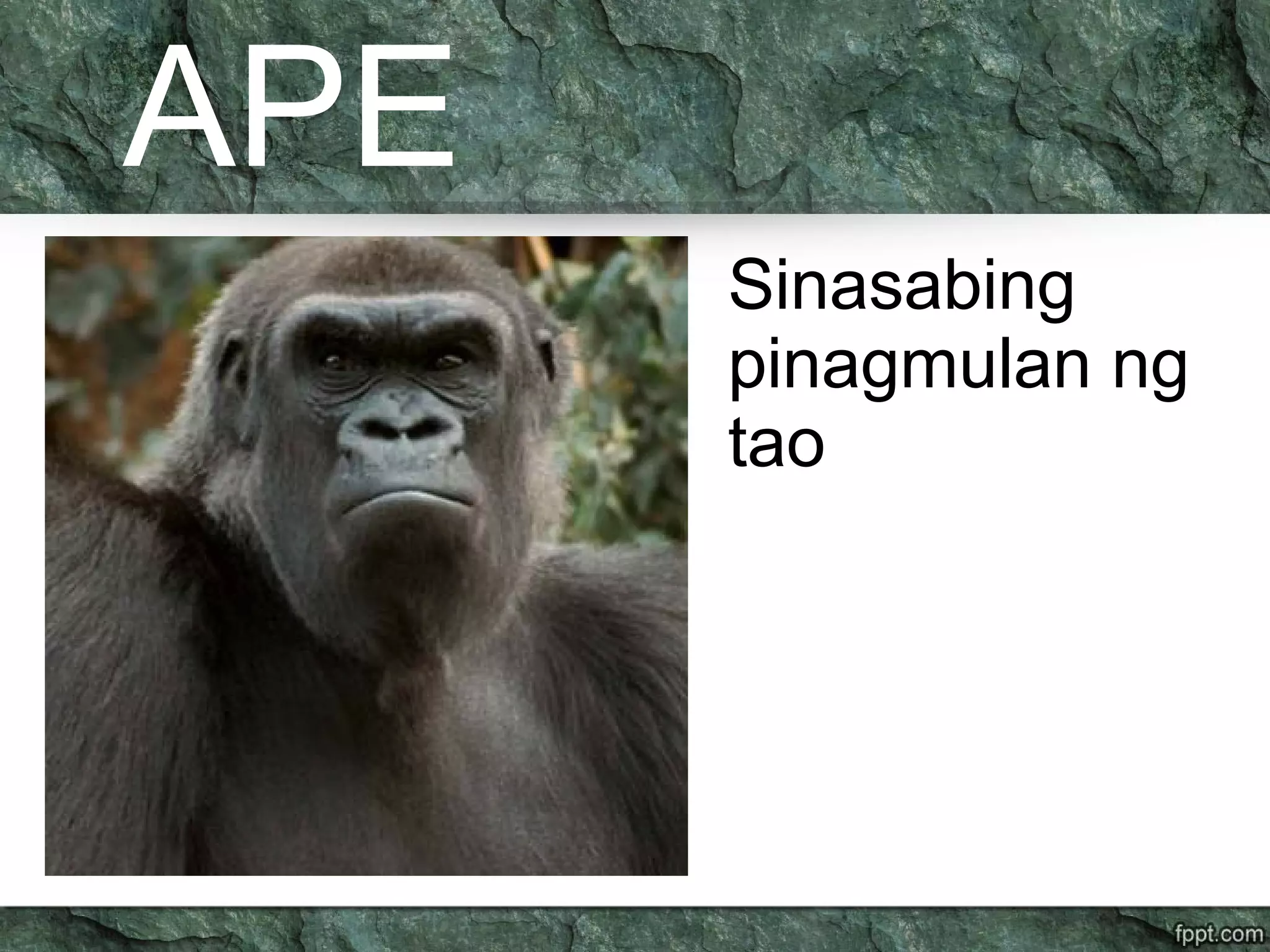 APE
Sinasabing
pinagmulan ng
tao
 
