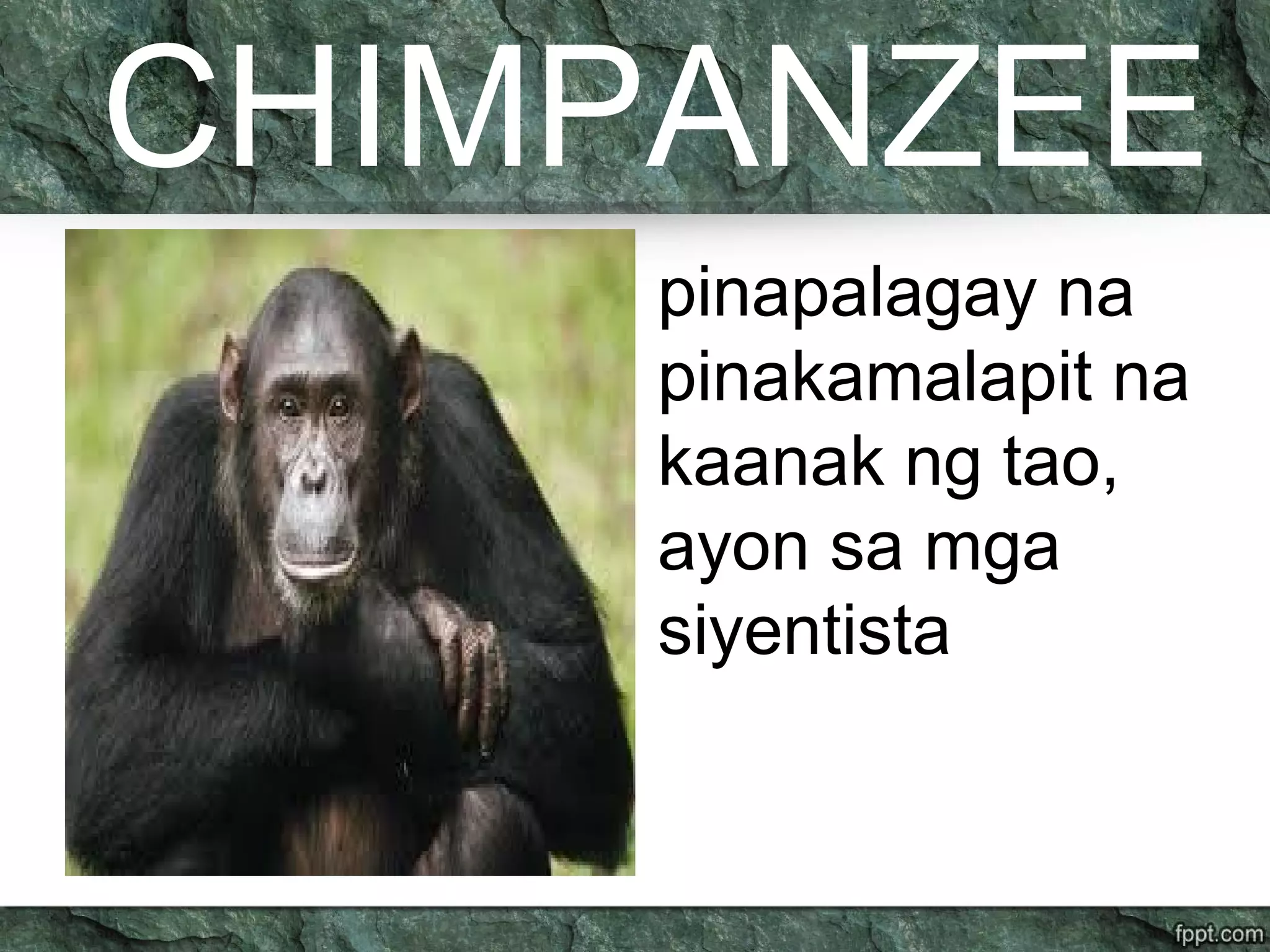 CHIMPANZEE
pinapalagay na
pinakamalapit na
kaanak ng tao,
ayon sa mga
siyentista
 