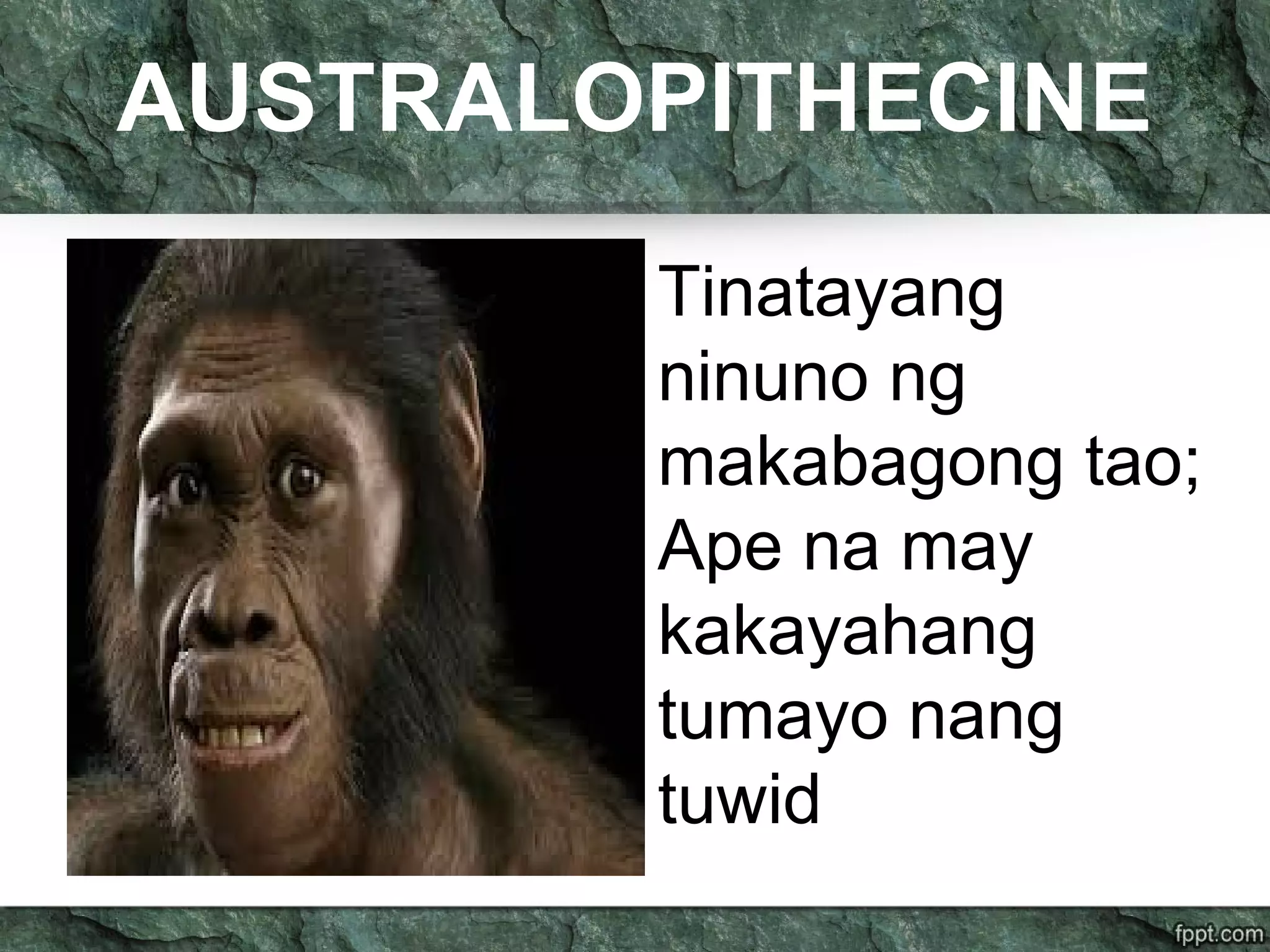 AUSTRALOPITHECINE
Tinatayang
ninuno ng
makabagong tao;
Ape na may
kakayahang
tumayo nang
tuwid
 
