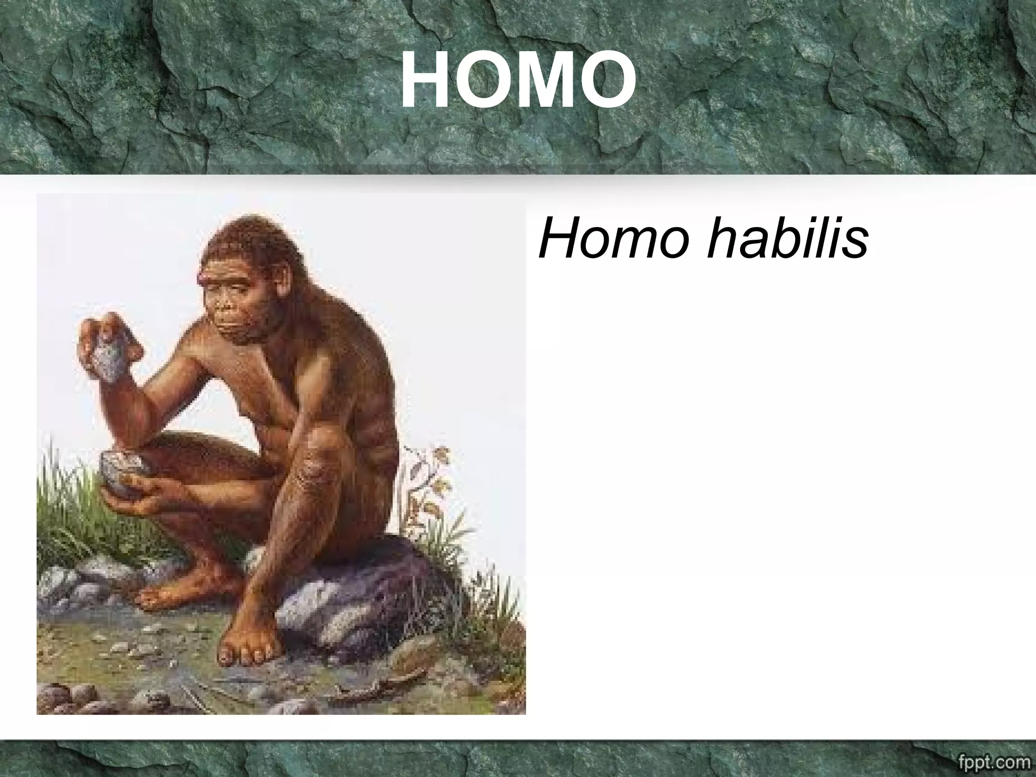 HOMO
Homo habilis
 