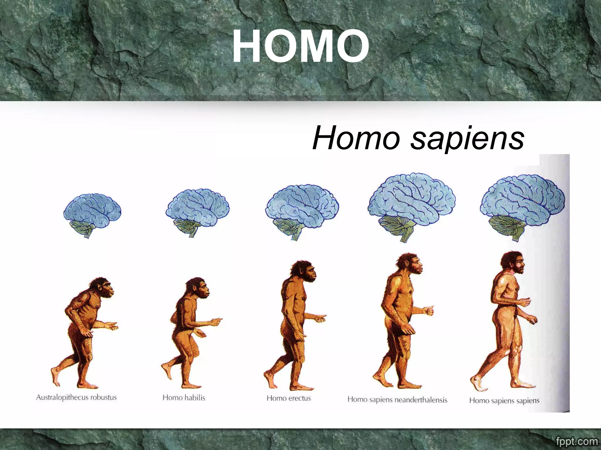 HOMO
Homo sapiens
 