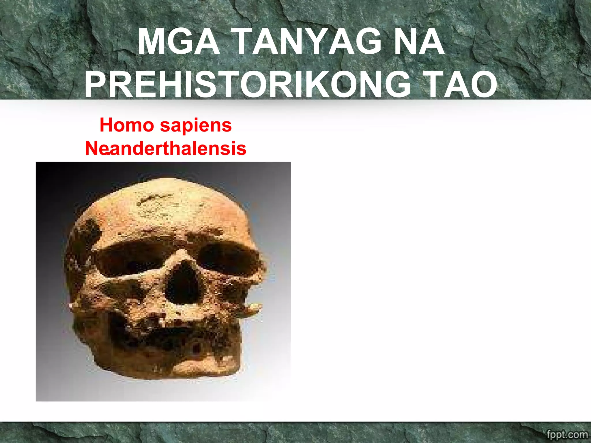 MGA TANYAG NA
PREHISTORIKONG TAO
.
Homo sapiens
Neanderthalensis
 