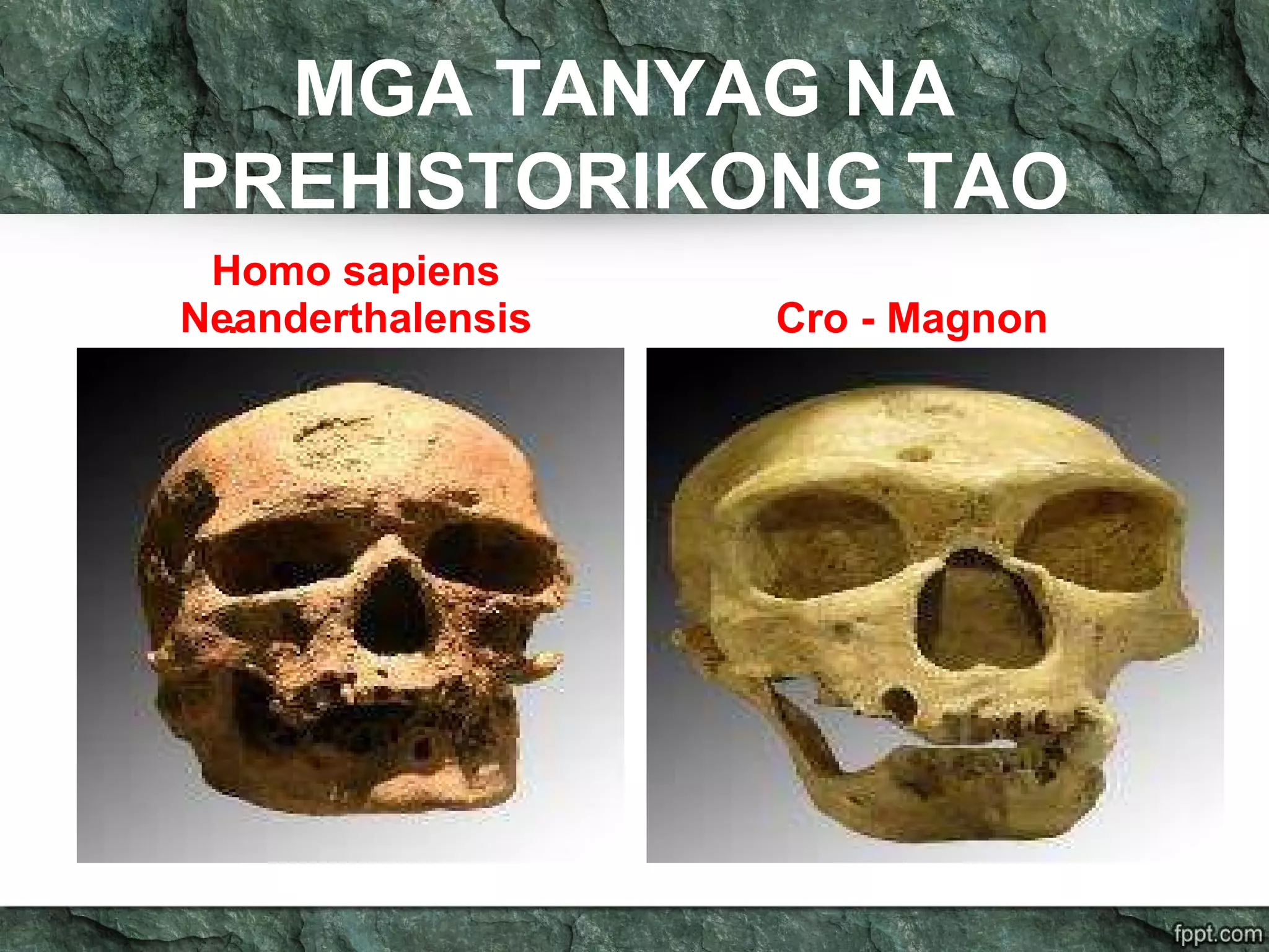MGA TANYAG NA
PREHISTORIKONG TAO
. Cro - Magnon
Homo sapiens
Neanderthalensis
 