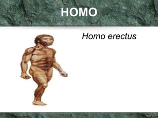 HOMO
Homo erectus
 