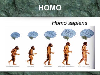 HOMO
Homo sapiens
 