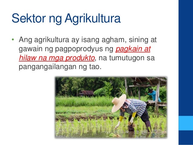 Sektor Ng Agrikultura Positibong Kalagayan Brainly