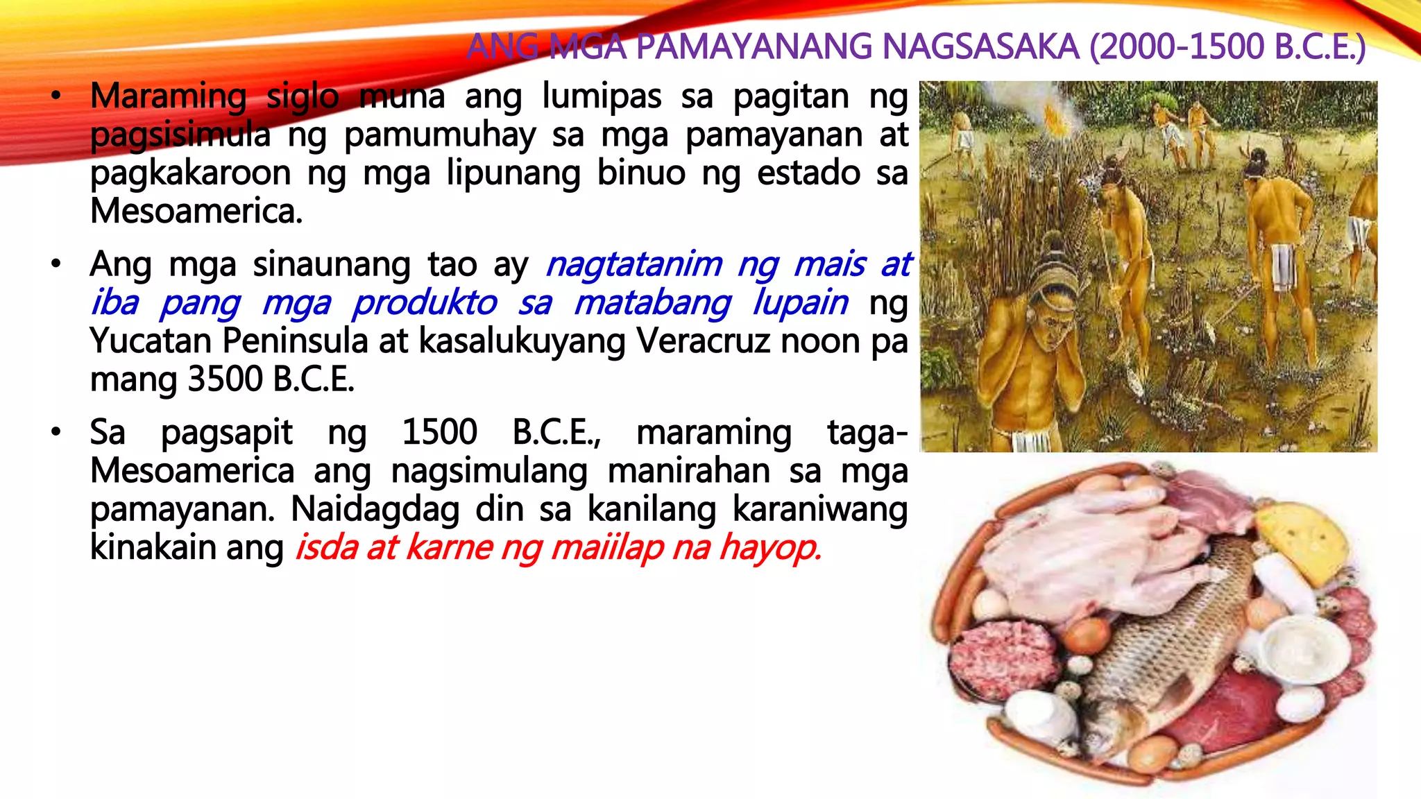 ANG MGA PAMAYANANG NAGSASAKA (2000-1500 B.C.E.)
• Maraming siglo muna ang lumipas sa pagitan ng
pagsisimula ng pamumuhay sa mga pamayanan at
pagkakaroon ng mga lipunang binuo ng estado sa
Mesoamerica.
• Ang mga sinaunang tao ay nagtatanim ng mais at
iba pang mga produkto sa matabang lupain ng
Yucatan Peninsula at kasalukuyang Veracruz noon pa
mang 3500 B.C.E.
• Sa pagsapit ng 1500 B.C.E., maraming taga-
Mesoamerica ang nagsimulang manirahan sa mga
pamayanan. Naidagdag din sa kanilang karaniwang
kinakain ang isda at karne ng maiilap na hayop.
 