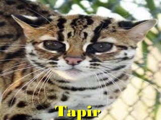 TapirTapir
 