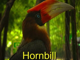 HornbillHornbill
 