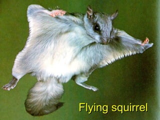 Flying squirrelFlying squirrel
 