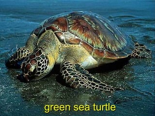 green sea turtlegreen sea turtle
 