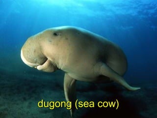 dugong (sea cow)dugong (sea cow)
 