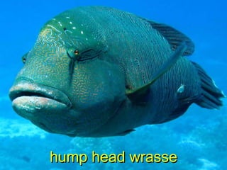 hump head wrassehump head wrasse
 
