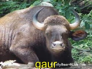 gaurgaur
 
