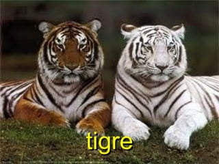 tigretigre
 
