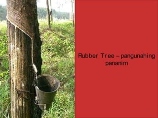 Rubber Tr ee – pangunahing
pananim
 