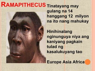 Ramapithecus Description aralingpanlipunangrade8aralin2sinaunangtao-150818053147-lva1-app6892.pptx