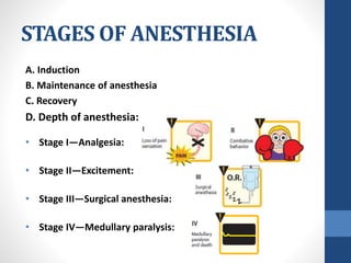 STAGES OF ANESTHESIA
A. Induction
B. Maintenance of anesthesia
C. Recovery
D. Depth of anesthesia:
• Stage I—Analgesia:
• Stage II—Excitement:
• Stage III—Surgical anesthesia:
• Stage IV—Medullary paralysis:
 