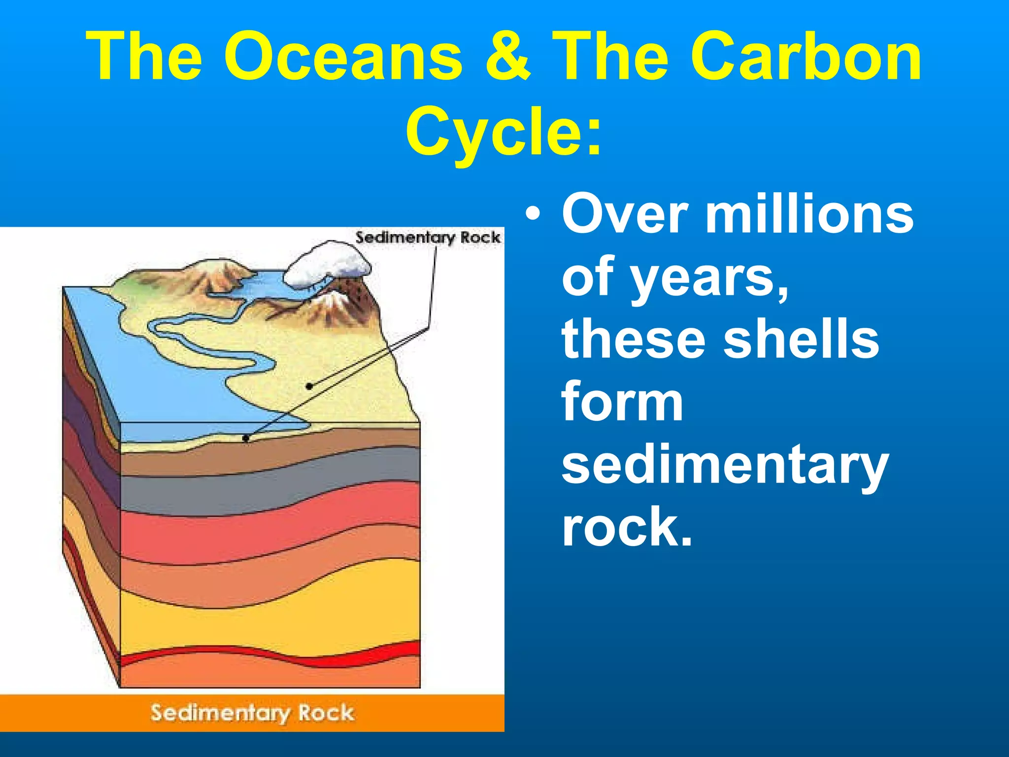 The Oceans & The Carbon Cycle: Over millions of years, these shells form sedimentary rock. 