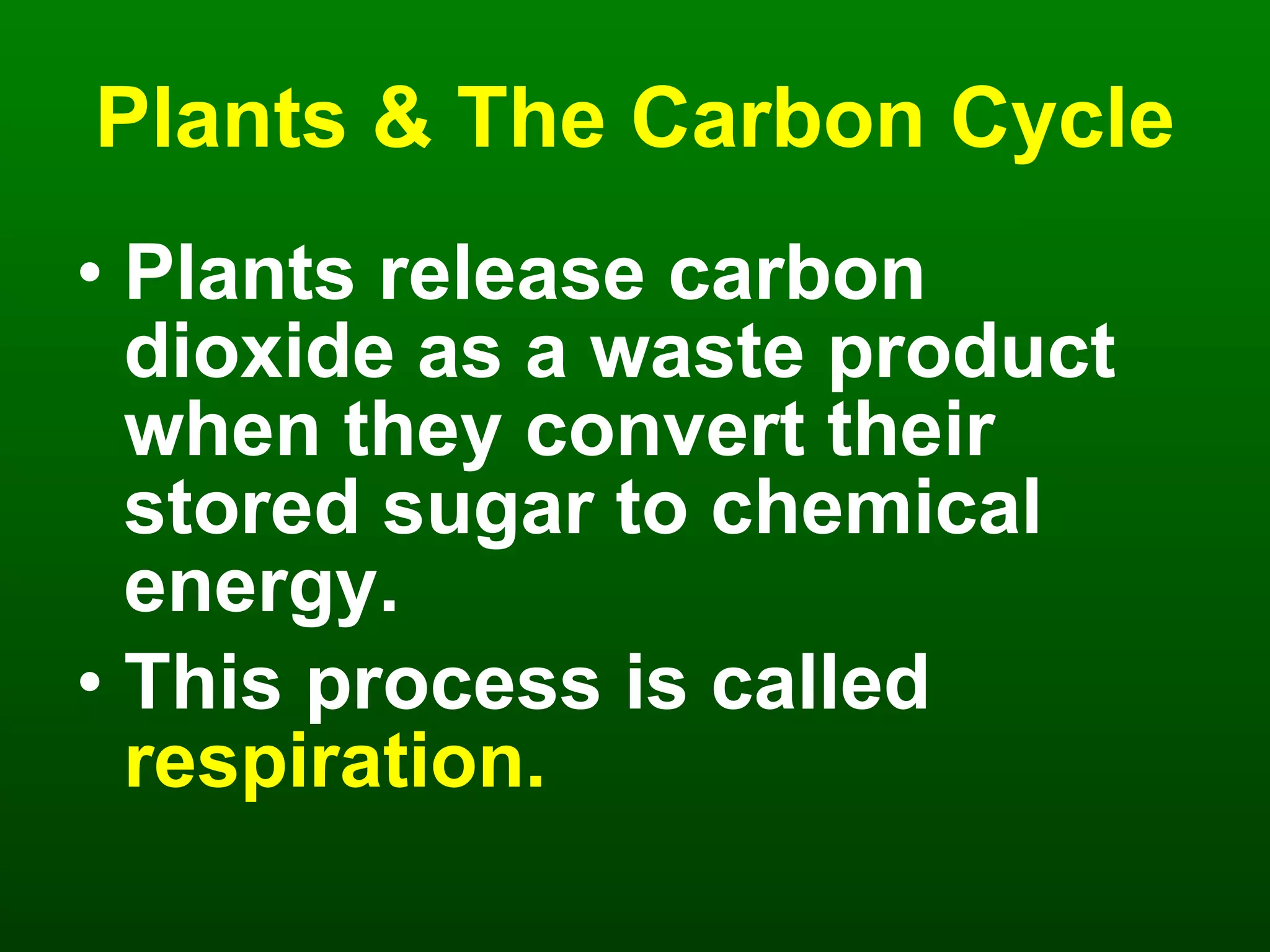 Plants & The Carbon Cycle Plants release carbon dioxide as a waste product when they convert their stored sugar to chemical energy. This process is called   respiration. 