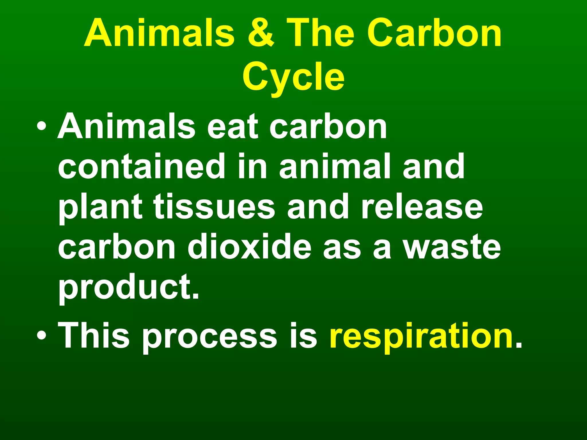 Animals & The Carbon Cycle Animals eat carbon contained in animal and plant tissues and release carbon dioxide as a waste product. This process is  respiration . 