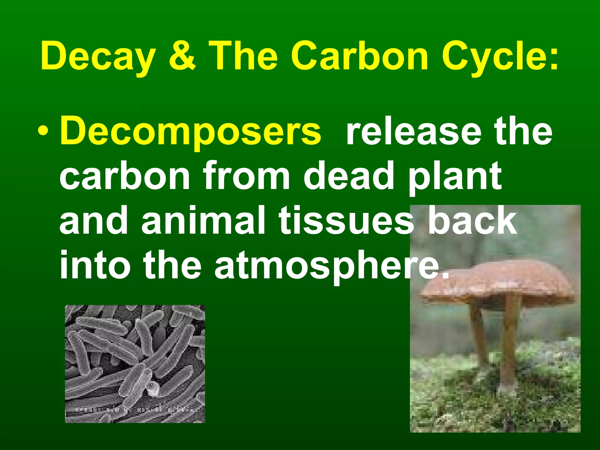 Decay & The Carbon Cycle: Decomposers  release the carbon from dead plant and animal tissues back into the atmosphere. 