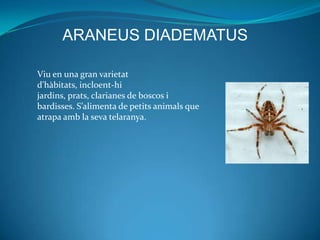 ARANEUS DIADEMATUS

Viu en una gran varietat
d'hàbitats, incloent-hi
jardins, prats, clarianes de boscos i
bardisses. S’alimenta de petits animals que
atrapa amb la seva telaranya.
 