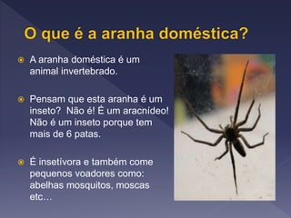  A aranha doméstica é um
animal invertebrado.
 Pensam que esta aranha é um
inseto? Não é! É um aracnídeo!
Não é um inseto porque tem
mais de 6 patas.
 É insetívora e também come
pequenos voadores como:
abelhas mosquitos, moscas
etc…
 