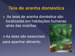  As teias de aranha doméstica são
localizadas em habitações humanas
atrás das mobílias .
 As teias são essenciais
para apanhar alimento.
 