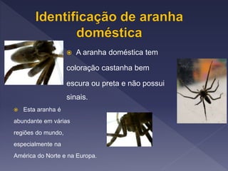  Esta aranha é
abundante em várias
regiões do mundo,
especialmente na
América do Norte e na Europa.
 A aranha doméstica tem
coloração castanha bem
escura ou preta e não possui
sinais.
 