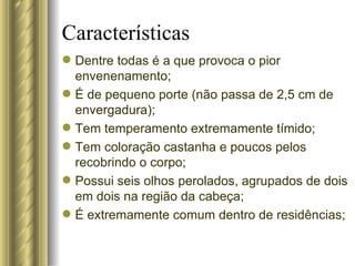 Características Dentre todas é a que provoca o pior envenenamento; É de pequeno porte (não passa de 2,5 cm de envergadura); Tem temperamento extremamente tímido; Tem coloração castanha e poucos pelos recobrindo o corpo; Possui seis olhos perolados, agrupados de dois em dois na região da cabeça; É extremamente comum dentro de residências; 