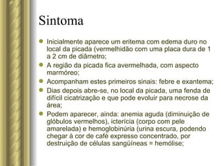Sintoma Inicialmente aparece um eritema com edema duro no local da picada (vermelhidão com uma placa dura de 1 a 2 cm de diâmetro; A região da picada fica avermelhada, com aspecto marmóreo; Acompanham estes primeiros sinais: febre e exantema; Dias depois abre-se, no local da picada, uma fenda de difícil cicatrização e que pode evoluir para necrose da área; Podem aparecer, ainda: anemia aguda (diminuição de glóbulos vermelhos), icterícia (corpo com pele amarelada) e hemoglobinúria (urina escura, podendo chegar à cor de café expresso concentrado, por destruição de células sangüíneas = hemólise; 