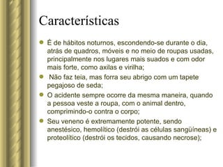 É de hábitos noturnos, escondendo-se durante o dia, atrás de quadros, móveis e no meio de roupas usadas, principalmente nos lugares mais suados e com odor mais forte, como axilas e virilha; Não faz teia, mas forra seu abrigo com um tapete pegajoso de seda; O acidente sempre ocorre da mesma maneira, quando a pessoa veste a roupa, com o animal dentro, comprimindo-o contra o corpo; Seu veneno é extremamente potente, sendo anestésico, hemolítico (destrói as células sangüíneas) e proteolítico (destrói os tecidos, causando necrose); Características 