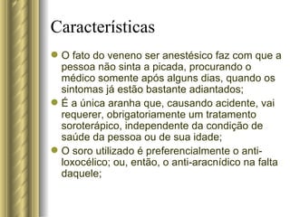 O fato do veneno ser anestésico faz com que a pessoa não sinta a picada, procurando o médico somente após alguns dias, quando os sintomas já estão bastante adiantados; É a única aranha que, causando acidente, vai requerer, obrigatoriamente um tratamento soroterápico, independente da condição de saúde da pessoa ou de sua idade; O soro utilizado é preferencialmente o anti-loxocélico; ou, então, o anti-aracnídico na falta daquele; Características 