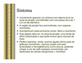 Sintoma
Inicialmente aparece um eritema com edema duro no
local da picada (vermelhidão com uma placa dura de 1
a 2 cm de diâmetro;
A região da picada fica avermelhada, com aspecto
marmóreo;
Acompanham estes primeiros sinais: febre e exantema;
Dias depois abre-se, no local da picada, uma fenda de
difícil cicatrização e que pode evoluir para necrose da
área;
Podem aparecer, ainda: anemia aguda (diminuição de
glóbulos vermelhos), icterícia (corpo com pele
amarelada) e hemoglobinúria (urina escura, podendo
chegar à cor de café expresso concentrado, por
destruição de células sangüíneas = hemólise;
 