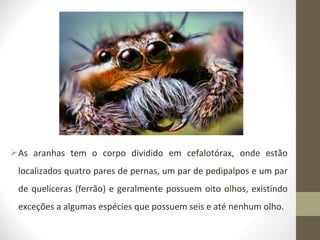 As aranhas tem o corpo dividido em cefalotórax, onde estão
localizados quatro pares de pernas, um par de pedipalpos e um par
de quelíceras (ferrão) e geralmente possuem oito olhos, existindo
exceções a algumas espécies que possuem seis e até nenhum olho.
 