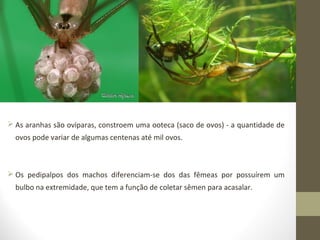  As aranhas são ovíparas, constroem uma ooteca (saco de ovos) - a quantidade de
ovos pode variar de algumas centenas até mil ovos.
 Os pedipalpos dos machos diferenciam-se dos das fêmeas por possuírem um
bulbo na extremidade, que tem a função de coletar sêmen para acasalar.
 