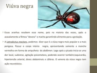Viúva negra
 Essas aranhas recebem esse nome, pois na maioria das vezes, após o
acasalamento a fêmea “devora” o macho garantindo alimento para a gestação.
 A Latrodectus mactans, podemos dizer que é a viúva negra mais popular e a mais
perigosa. Possui o corpo inteiro negro, apresentando somente a mancha
vermelha em forma de ampulheta do abdômen. Logo após a picada inicia-se uma
dor local, sudorese, agitação psicomotora, podendo ocorrer também,taquicardia,
hipertensão arterial, dores abdominais e cãibras. O veneno da viúva negra tem
ação neurotóxica.
 