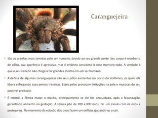 Caranguejeira
 São as aranhas mais temidas pelo ser humano, devido ao seu grande porte. Seu corpo é recoberto
de pêlos, sua aparência é agressiva, mas é errôneo considerá-la esse monstro todo. A verdade é
que o seu veneno não chega a ter grandes efeitos em um ser humano.
 A defesa de algumas caranguejeiras são seus pêlos existentes no dorso do abdômen, os quais ela
libera esfregando suas pernas traseiras. Esses pelos provocam irritações na pele e mucosas do seu
possível predador.
 É normal a fêmea matar o macho, principalmente se ele for descuidado, após a fecundação,
garantindo alimento na gestação. A fêmea põe de 200 a 800 ovos, faz um casulo com os ovos e
protege-os. No momento da eclosão dos ovos fazem um orifício ajudando-os a sair.
 