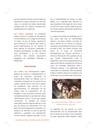 6 Cuadernos del campus. Naturaleza y medio ambiente Nº 6
que las especies errantes o que no fabrican
telarañas de captura poseen tan sólo dos
uñas y un penacho de sedas denominado
escópula que les confieren ventajas para
desplazarse por el substrato.
Las arañas haploginasarañas haploginasarañas haploginasarañas haploginas no presentan
epigino exterior ni canales de fecundación
en las hembras, y en su lugar encontramos
al menos un par de bolsas copulatrices
para almacenar el esperma del macho y
varias espermatecas. En los machos el
tarso apenas se encuentra modificado y
presenta ventralmente un bulbo que está
muy esclerosado y es de contorno
piriforme. Son familias típicamente
haploginas los Scytodidae, Pholcidae y
Dysderidae.
Alimentación
Las arañas son esencialmente depre-
dadoras de insectos e indudablemente, el
grupo de arácnidos dominante en
prácticamente todos los hábitats (con la
importante excepción de los ácaros de los
suelos), además de ser uno de los grupos
de predadores más comunes en los
agroecosistemas. El opistosoma de las
arañas tiene la característica de ser
dilatable, lo que le permite consumir gran
cantidad de alimento en periodos de tiempo
relativamente cortos, a la vez que pueden
incrementar la cantidad de presas
capturadas durante algunas épocas en las
que las presas son abundantes. Por otra
parte son extremadamente resistentes a la
ausencia de alimento, lo que les permite
sobrevivir y posibilitar una reproducción
normal durante aquellos periodos en los
que la disponibilidad de presas es baja,
debido a su capacidad para disminuir la
tasa metabólica. Sólo dejan de comer antes
y durante la muda o ecdisis, además de que
los machos adultos descienden bastante su
consumo de presas.
La mayoría de arañas son polífagas, por lo
que cazan todo tipo de invertebrados
adultos y las fases ninfales y larvales de
éstos, además de sus huevos en algunas
ocasiones, manteniéndose activas a lo largo
de todo el año. Las arañas errantes, que
cazan en el suelo se alimentan
principalmente de insectos terrestres y
larvas en hibernación. Otro ejemplo son las
que residen habitualmente entre la
vegetación, y que se han especializado en la
captura de insectos visitantes de las flores,
como los tomísidos Misumena vatia o
Thomisus onustus, o los agelénidos, que
construyen sus telarañas entre las plantas
o bajo la madera caída y los araneidos, que
construyen sus conocidas telas orbiculares.
Lycosa fasciiventris Dufour, 1835, con un grillo
atrapado entre los quelíceros.
La digestión de las presas se inicia
externamente, tras la inmovilización bien
por el veneno de la araña o tras envolverla
en seda, aplicando fluido digestivo sobre
 