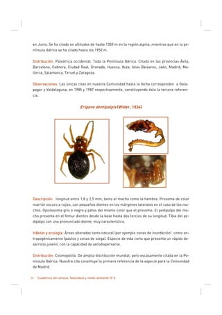 28 Cuadernos del campus. Naturaleza y medio ambiente Nº 6
en Junio. Se ha citado en altitudes de hasta 1350 m en la región alpina, mientras que en la pe-
nínsula ibérica se ha citado hasta los 1950 m.
DistribuciónDistribuciónDistribuciónDistribución: Paleártica occidental. Toda la Península Ibérica. Citada en las provincias Ávila,
Barcelona, Cabrera, Ciudad Real, Granada, Huesca, Ibiza, Islas Baleares, Jaén, Madrid, Ma-
llorca, Salamanca, Teruel y Zaragoza.
ObservacionesObservacionesObservacionesObservaciones: Las únicas citas en nuestra Comunidad hasta la fecha corresponden a Gala-
pagar y Valdelaguna, en 1985 y 1987 respectivamente, constituyendo ésta la tercera referen-
cia.
Erigone dentipalpis (Wider, 1834)
DescripciónDescripciónDescripciónDescripción: longitud entre 1,8 y 2,5 mm, tanto el macho como la hembra. Prosoma de color
marrón oscuro a rojizo, con pequeños dientes en los márgenes laterales en el caso de los ma-
chos. Opistosoma gris o negro y patas del mismo color que el prosoma. El pedipalpo del ma-
cho presenta en el fémur dientes desde la base hasta dos tercios de su longitud. Tibia del pe-
dipalpo con una pronunciado diente, muy característico.
Hábitat y ecologíaHábitat y ecologíaHábitat y ecologíaHábitat y ecología: Áreas alteradas tanto natural (por ejemplo zonas de inundación) como an-
tropogénicamente (pastos y zonas de siega). Especie de vida corta que presenta un rápido de-
sarrollo juvenil, con la capacidad de aerodispersarse.
DistribuciónDistribuciónDistribuciónDistribución: Cosmopolita. De amplia distribución mundial, pero escasamente citada en la Pe-
nínsula Ibérica. Nuestra cita constituye la primera referencia de la especie para la Comunidad
de Madrid.
 