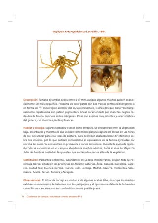34 Cuadernos del campus. Naturaleza y medio ambiente Nº 6
Oxyopes heterophtalmus Latreille, 1804
DescripciónDescripciónDescripciónDescripción: Tamaño de ambos sexos entre 5 y 7 mm, aunque algunos machos pueden ocasio-
nalmente ser más pequeños. Prosoma de color pardo con dos franjas centrales divergentes o
en forma de “Y” en la región anterior del escudo prosómico, y otras dos que discurren margi-
nalmente. Opistosoma con patrón pigmentario lineal caracterizado por manchas negras ro-
deadas de blanco, oblicuas en los márgenes. Patas con espinas muy patentes y características
del género, con manchas pardas y blancas.
Hábitat y ecologíaHábitat y ecologíaHábitat y ecologíaHábitat y ecología: lugares soleados y secos como brezales. Se encuentran entre la vegetación
baja, en arbustos y matorrales que utilizan como medio para la captura de presas en las horas
de sol, sin utilizar para ello telas de captura, pues depredan abalanzándose directamente so-
bre los insectos, por lo que podrían considerarse el equivalente de la familia Lycosidae por
encima del suelo. Se encuentran en primavera e inicios del verano. Durante la época de repro-
ducción se encuentran en el campus abundantes machos adultos, hacia el mes de Mayo. En
Julio las hembras custodian las puestas, que anclan a las partes altas de la vegetación.
DistribuciónDistribuciónDistribuciónDistribución: Paleártica occidental. Abundantes en la zona mediterránea, ocupan toda la Pe-
nínsula Ibérica. Citada en las provincias de Alicante, Asturias, Ávila, Badajoz, Barcelona, Cáce-
res, Ciudad Real, Cuenca, Gerona, Huesca, Jaén, La Rioja, Madrid, Navarra, Pontevedra, Sala-
manca, Sevilla, Teruel, Zamora y Zaragoza.
ObservacionesObservacionesObservacionesObservaciones: El ritual de cortejo es similar al de algunas arañas lobo, en el que los machos
exhiben un movimiento de balanceo con los pedipalpos y el opistosoma delante de la hembra
con el fin de acercarse y no ser confundido con una posible presa.
 