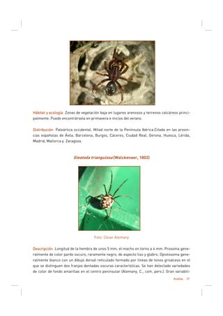 Arañas 37
Hábitat y ecologíaHábitat y ecologíaHábitat y ecologíaHábitat y ecología: Zonas de vegetación baja en lugares arenosos y terrenos calcáreos princi-
palmente. Puede encontrársela en primavera e inicios del verano.
DistribuciónDistribuciónDistribuciónDistribución: Paleártica occidental. Mitad norte de la Península Ibérica.Citada en las provin-
cias españolas de Ávila, Barcelona, Burgos, Cáceres, Ciudad Real, Gerona, Huesca, Lérida,
Madrid, Mallorca y Zaragoza.
Steatoda triangulosa (Walckenaer, 1802)
Foto: César Alemany
DescripciónDescripciónDescripciónDescripción: Longitud de la hembra de unos 5 mm, el macho en torno a 4 mm. Prosoma gene-
ralmente de color pardo oscuro, raramente negro, de aspecto liso y glabro. Opistosoma gene-
ralmente blanco con un dibujo dorsal reticulado formado por líneas de tonos grisáceos en el
que se distinguen dos franjas dentadas oscuras características. Se han detectado variedades
de color de fondo amarillas en el centro peninsular (Alemany, C., com. pers.). Gran variabili-
 