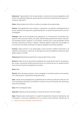 46 Cuadernos del campus. Naturaleza y medio ambiente Nº 6
OpistosomaOpistosomaOpistosomaOpistosoma: Tagma posterior de los quelicerados; concentra las funciones vegetativas al dar
asiento a las glándulas digestivas, aparato genital y elementos fundamentales del aparato cir-
culatorio y respiratorio.
PatelaPatelaPatelaPatela: Artejo situado entre el fémur y la tibia, en las patas de los quelicerados.
PediceloPediceloPediceloPedicelo: Estrangulamiento entre prosoma y opistosoma; corresponde morfológicamente al
primer metámero del opistosoma, pudiendo presentar un esclerito dorsal (lorum) y otro ven-
tral (plágula).
PedipalpoPedipalpoPedipalpoPedipalpo: Cada uno de los apéndices del segundo par, en el prosoma de los arácnidos; flan-
quean el orificio bucal por detrás y los lados, diferenciando generalmente enditos masticato-
rios (llamados láminas maxilares, en las arañas), mientras que el resto del apéndice asume
funciones sensoriales, prensiles o raptoras, cobrando aspecto y desarrollo muy variados; en
los machos de las arañas constituyen los órganos copuladores (ver bulbo copulador).
ProsomaProsomaProsomaProsoma: Tagma anterior en los quelicerados; asume funciones cefálicas (sensoriales y de
ingestión) y locomotoras o torácicas. Se distinguen seis pares de apéndices (quelíceros, pedi-
palpos y patas I, II, III y IV).
PubescenciaPubescenciaPubescenciaPubescencia: Revestimiento tegumentario a base de pelos finos y cortos.
QuelíceroQuelíceroQuelíceroQuelícero: Cada uno de los dos primeros apéndices del cuerpo (primer par) en los quelicera-
dos; ocupan una posición anatómicamente preoral y se caracterizan por ser órganos prehen-
sores en forma de gancho (subquela) en las arañas.
QuetaQuetaQuetaQueta: Seda.
RastrilloRastrilloRastrilloRastrillo: Serie de espinas gruesas y cortas, agrupadas en el extremo anterior de los quelíce-
ros a modo de peine, característico de algunas arañas.
SedaSedaSedaSeda: Líquido viscoso segregado por las glándulas de las arañas que sale del cuerpo por orifi-
cios muy pequeños (fúsulas) y se solidifica en contacto con el aire formando hilos extremada-
mente finos y flexibles.
SedaSedaSedaSeda: Pelo fino (delgado). Queta.
SedaSedaSedaSeda táctiltáctiltáctiltáctil: Seda que presenta asociado un sensilo de carácter meconorreceptor.
SigilaSigilaSigilaSigila: Pequeña placa esclerosada en la superficie tegumentaria dorsal del opistosoma, que
corresponde a inserciones apodemales de los músculos dorso-ventrales metaméricos; se
 