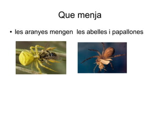 Que menja
●   les aranyes mengen les abelles i papallones
 
